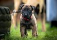 puppy brown 115x80 - Top 3 Tips to Training your Puppy