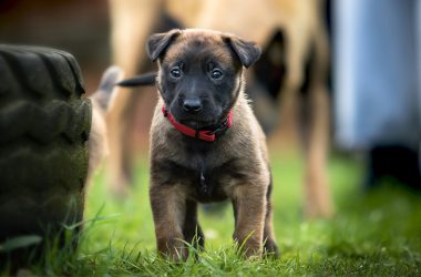 puppy brown 380x250 - Top 3 Tips to Training your Puppy