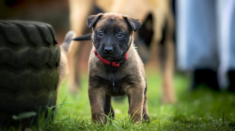 puppy brown 790x440 - Top 3 Tips to Training your Puppy