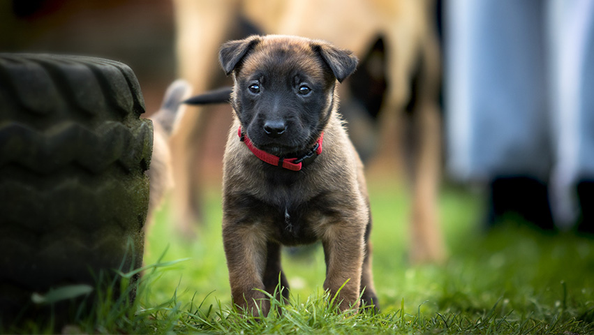 puppy brown - Top 3 Tips to Training your Puppy
