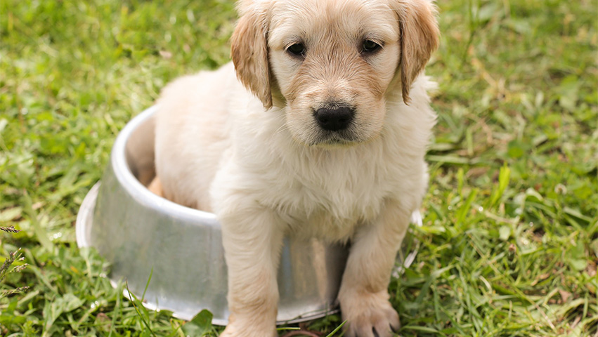 puppy labrador - 3 Essential Puppy Products to Purchase. Spoiler Alert: #1 is Bully Sticks!