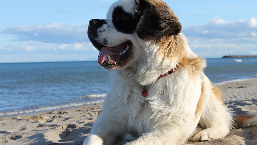 saintbernard - 3 of the Cutest Puppies You Should Get